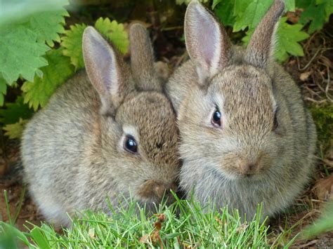 File:Wild Rabbits at Edinburgh Zoo.jpg - Wikimedia Commons