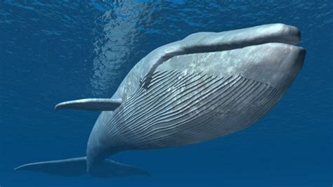 Cómo la ballena azul llegó a convertirse en el animal más grande de la historia (y cómo la ayudó ...