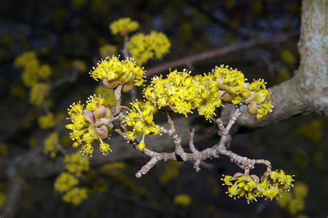 The DuBrule Diaries: Cornus mas in bloom in Durham!