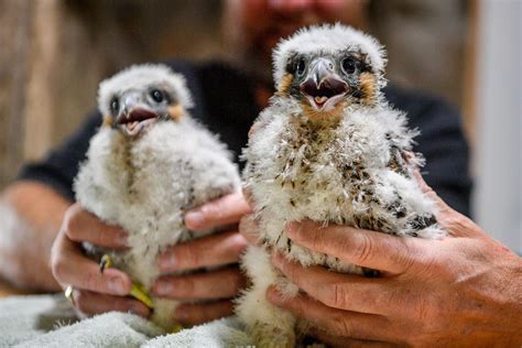 How To Watch Adorable Baby Peregrine Falcons Online