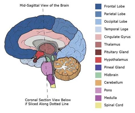 Mid-Sagittal Cross Section of Brain | Brain anatomy, Brain anatomy and ...