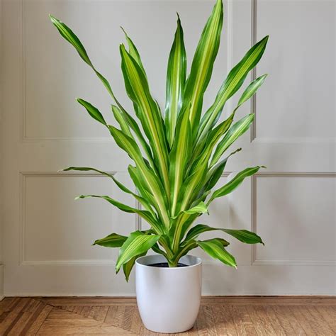 Low Light Foliage Houseplants | White Flower Farm