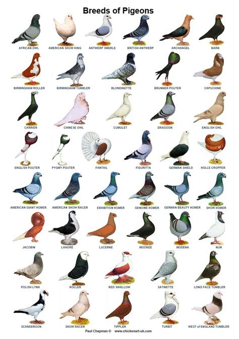 A4 Posters. Pigeons 44 Breeds Homers Tumblers Tipplers Etc - Etsy ...