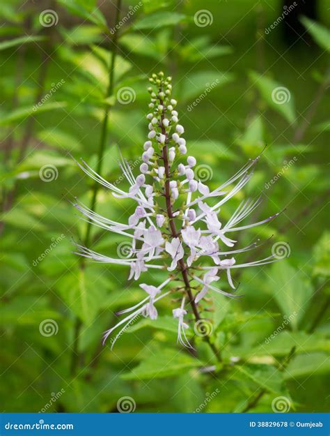 Cat s whiskers flowers stock photo. Image of outdoor - 38829678