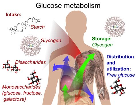 Carbohydrate Metabolism - Principle Of Biochemistry