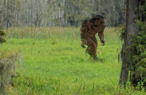 Skunk Ape - Skunk Ape Sighting In Myakka Florida; Is This Bigfoot's ... : Всего skunkape games ...