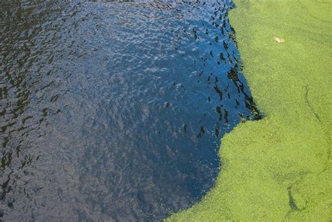 Nutrient Pollution: Causes, Effects and Interesting Solutions | Earth Eclipse