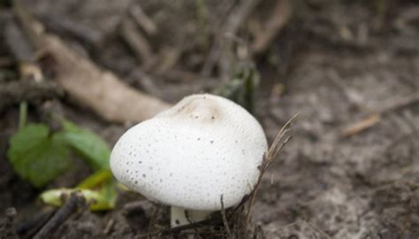 How to Test Soil for Fungus | Garden Guides