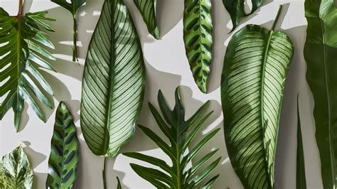 Plant Desktop Wallpapers - Wallpaper Cave