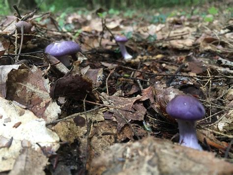 Never saw purple mushrooms before. Found in Northeast PA growing under some Hemlocks. : r ...