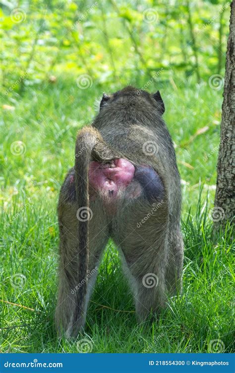 Chacma Baboon Papio Ursinus Or Cape Baboon Red Behind Close Up Walking ...