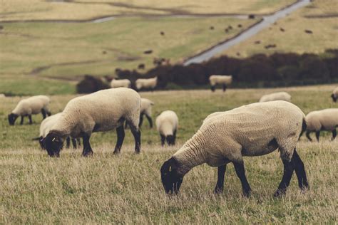 Grazing Sheep Free Stock Photo - Public Domain Pictures