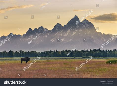 1,423 Bison grand teton Images, Stock Photos & Vectors | Shutterstock