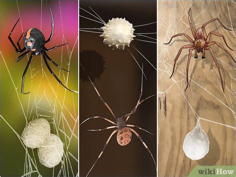 3 Ways to Kill Spider Eggs - wikiHow