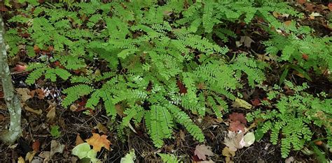 12+ Wild Fern Plants | NelinNavanah