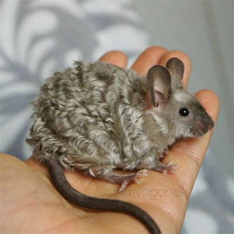 Polish Mouse Breeder Shares 40 Pics Of Their Fancy Mice | Bored Panda