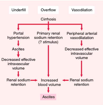 Pin by Andra Ciobanu on Nursing | Medical terminology study, Cardiac ...