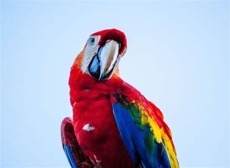 Scarlet Macaw (Personality, Diet, Caring, Breeding, and Health) - imparrot