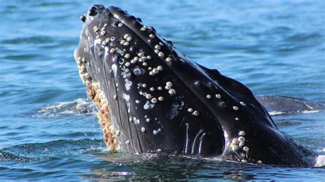 Why do whales grow Barnacles? - YouTube