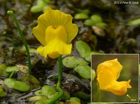 Utricularia gibba (Humped Bladderwort): Minnesota Wildflowers