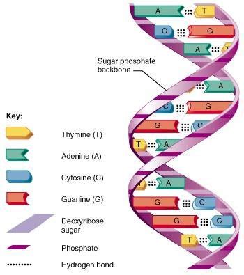 MCQ ON HUMAN GENOME PROJECT class 12 for NEET - Biologysir