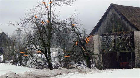 Sleet damage to fruit trees: no need to cut down everything - RTVSLO.si