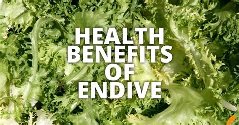 20 Potential Health Benefits Of Endive