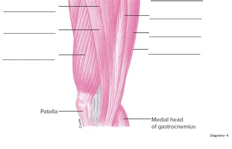 Lower anterior leg muscles Diagram | Quizlet