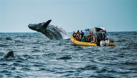 Maui Whale Watching Tours - Best Prices Guaranteed! - Auntie Snorkel