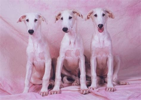 The dog in world: Borzoi dog