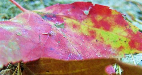 Free photo: Maple leaf - Autumn, Closeup, Detail - Free Download - Jooinn