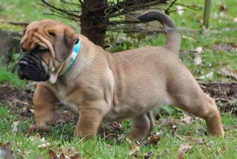 Boerboel dog breed: characteristics, appearance, history and pictures