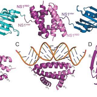 Crystal structures of NS1 and its domains. (A) Full-length NS1 derived ...