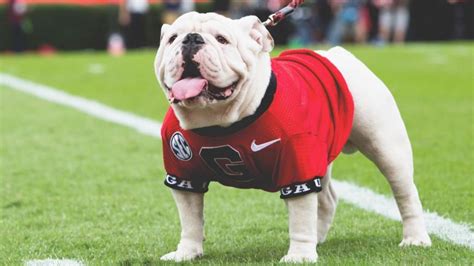 Uga named best mascot in college football | WSAV-TV