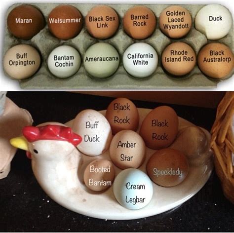 Which breed of chicken is your egg from? Some egg varieties by color ...