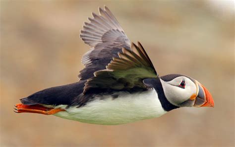 Puffin Wallpapers - Wallpaper Cave