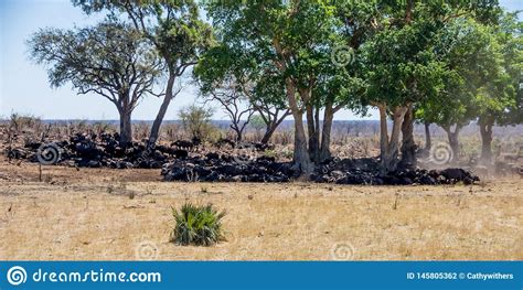 Cape Buffalo Herd stock photo. Image of cape, animal - 145805362