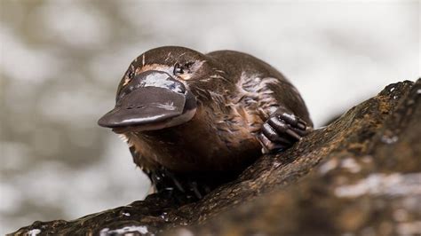 Platypus milk: How it could combat superbugs - BBC News