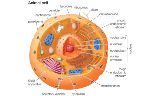 Animal Cells and the Membrane-Bound Nucleus