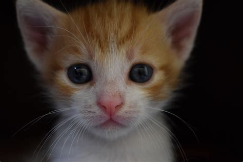 Caring For Kittens: 7 Week Old Kitten