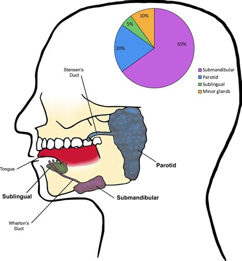 Salivary Gland Location Diagram