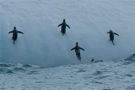 12 Photos of Elephant Island That Will Make You Want To Go To Antarctica