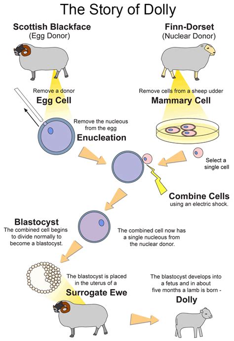 CLONING :A BOON OR CURSE? – Track2Training