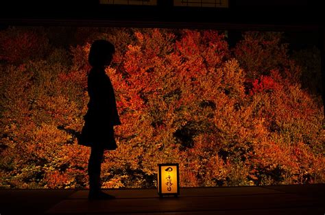 person, human, plant, tree, leaf, 兵庫県, 日本, silhouette, CC0, public domain, royalty free | Piqsels