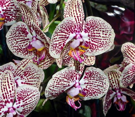 Pink And White Orchids Free Stock Photo - Public Domain Pictures