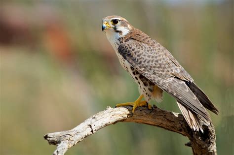 Prairie Falcon - NDOW