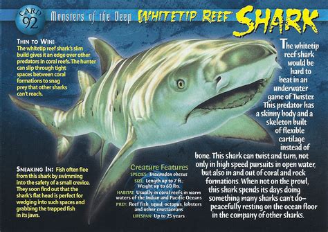 Whitetip Reef Shark | Wierd N'wild Creatures Wiki | FANDOM powered by Wikia