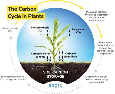 The Carbon Cycle In Plants - Agoro Carbon Alliance