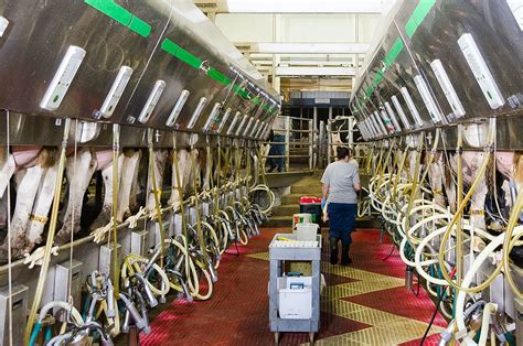 Milk Quality and Milking Systems – Dairy