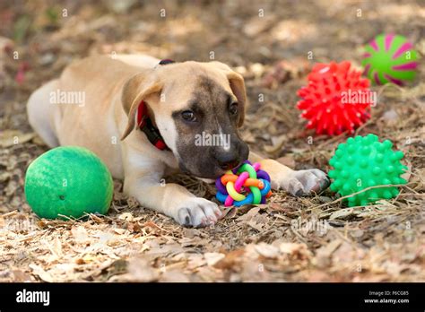 Dog toys is a cute puppy dog playing with his toys nuzzling his most ...